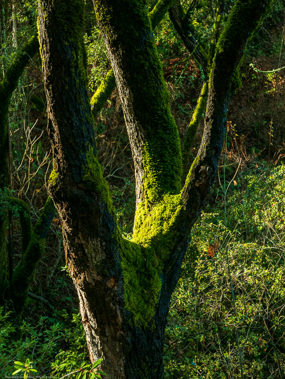 Moss in Morning Light