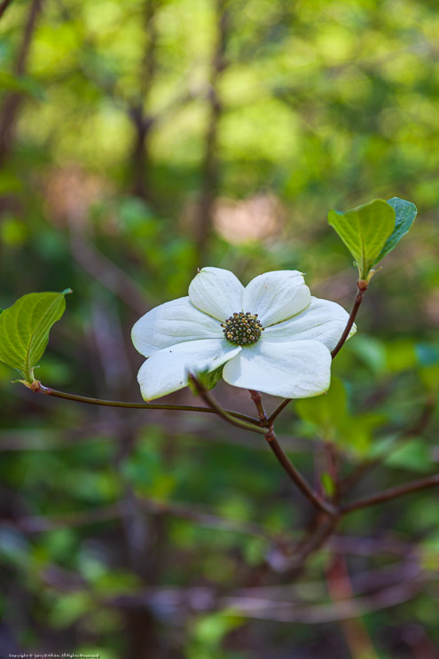 Dogwood in Bloom