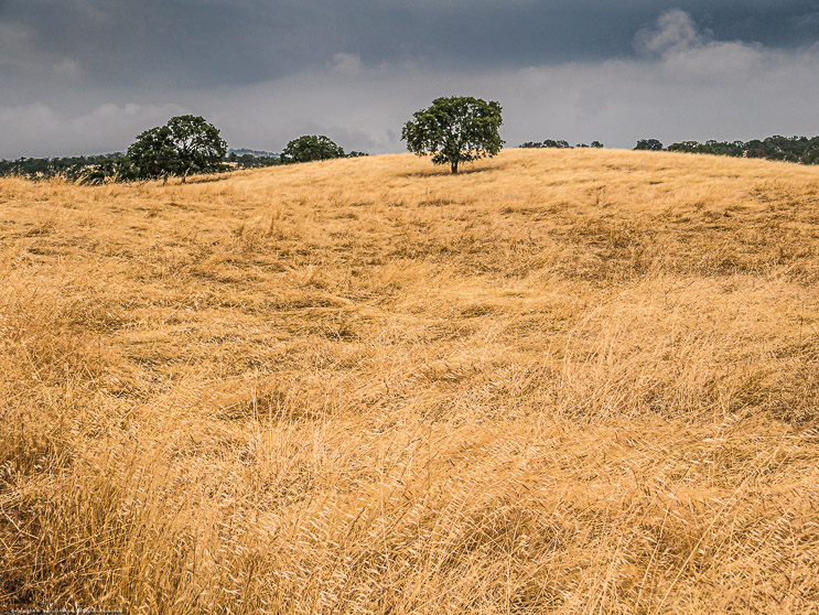 Oat Grass and Oaks