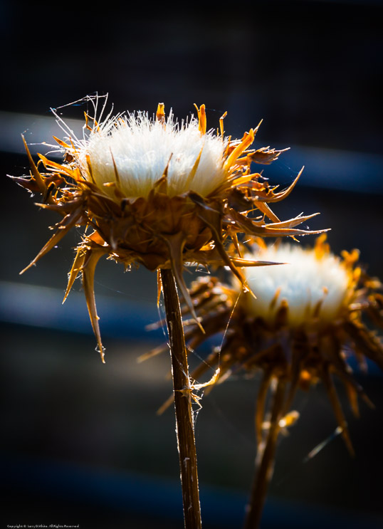 Thistles