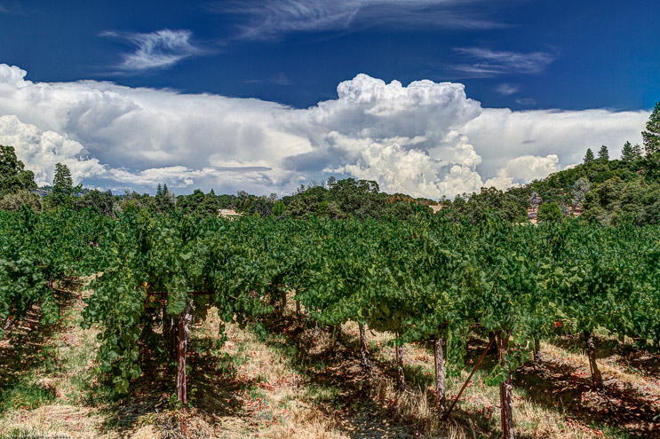 Vines and Thunderheads