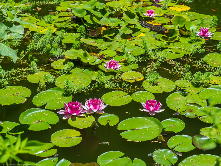 Lily Pads in the Pond