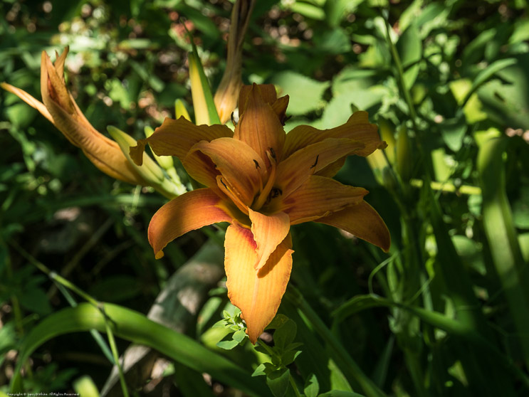 Lily in the Sun