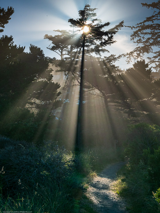 Sunthrough the Trees Yachats, Oregon