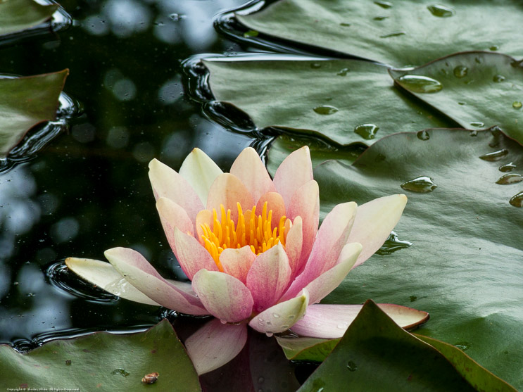 Lotus Blossom
