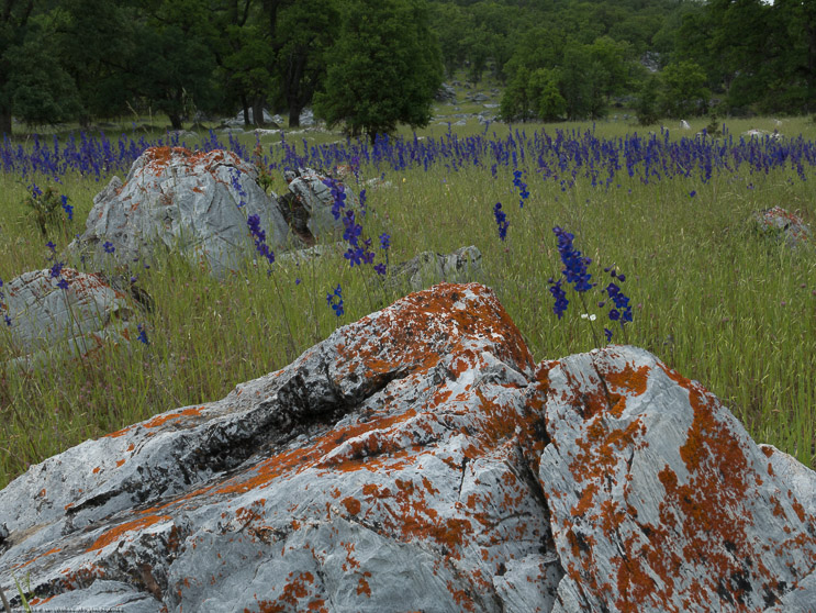 Wild Delphinium (Larkspur) Murphys