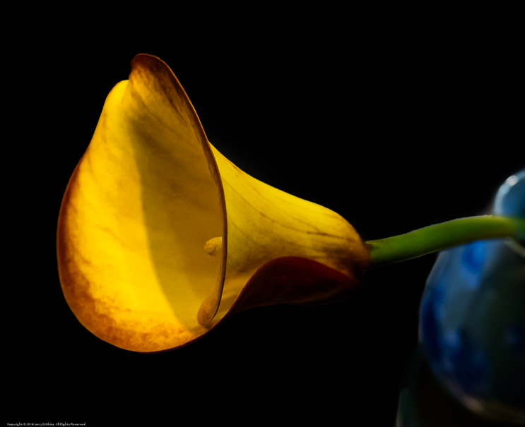 Yellow Calla Lily in Blue Vase
