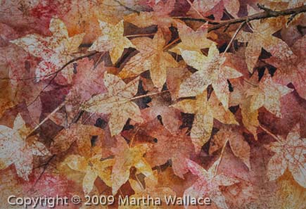 Fall Maple Leaves