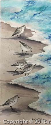 Sanderlings