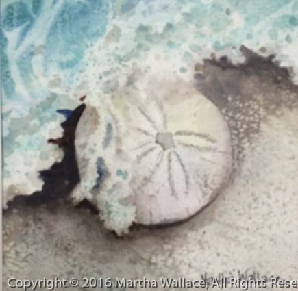 Sand Dollar