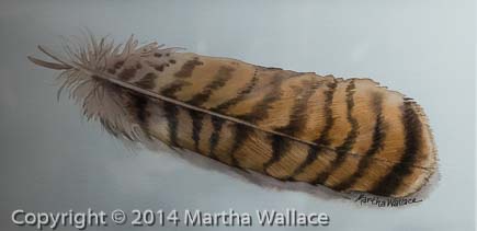 Red Tail Hawk Feather