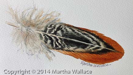 Pheasant Feather #1