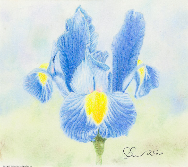 Blue Iris                                                                                    Original Colored Pencil Fine Art 6