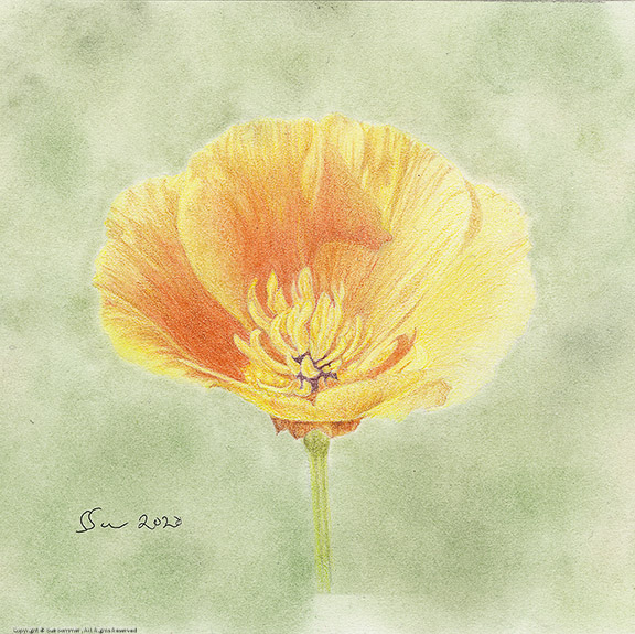 California Poppy #1.                                                                                    Original Colored Pencil Fine Art 8