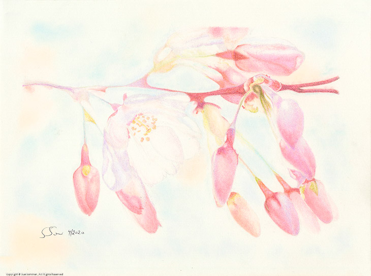 CherryBlossoms                                                                                    Original Colored Pencil Fine Art 9
