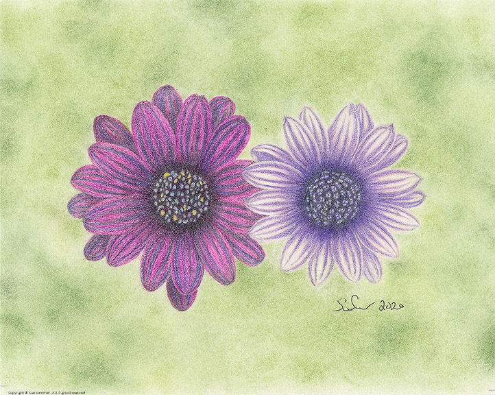 Embracing Magenta                                                                                    Original Colored Pencil Fine Art 8