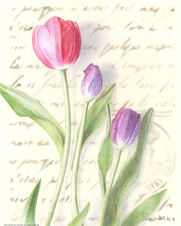 French Tulips                                                                                    Original Colored Pencil Fine Art 8