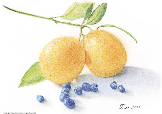 Lemon and Blueberries                                                                                    Original Colored Pencil Fine Art 6