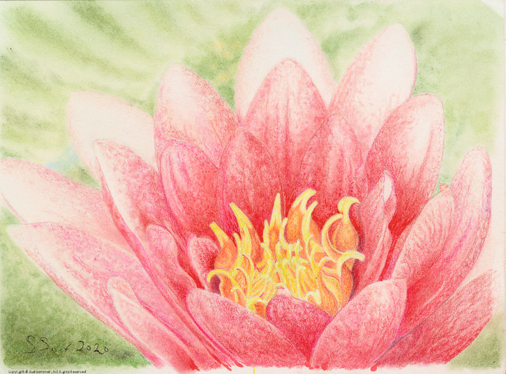Lotus Flower                                                                                    Original Colored Pencil Fine Art 6