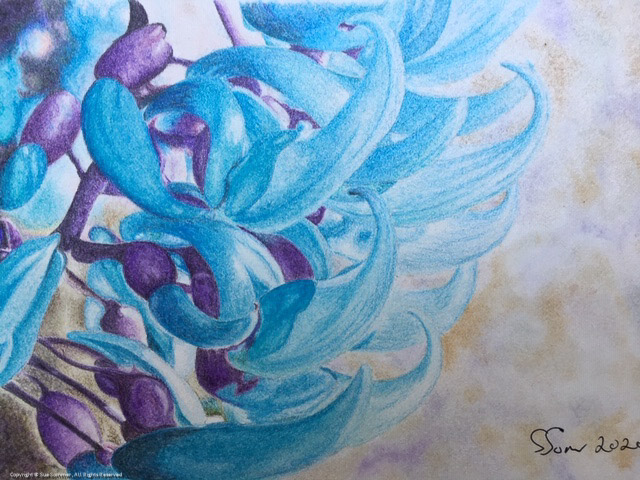 Philippine jade vine                                                                                    Original Colored Pencil Fine Art