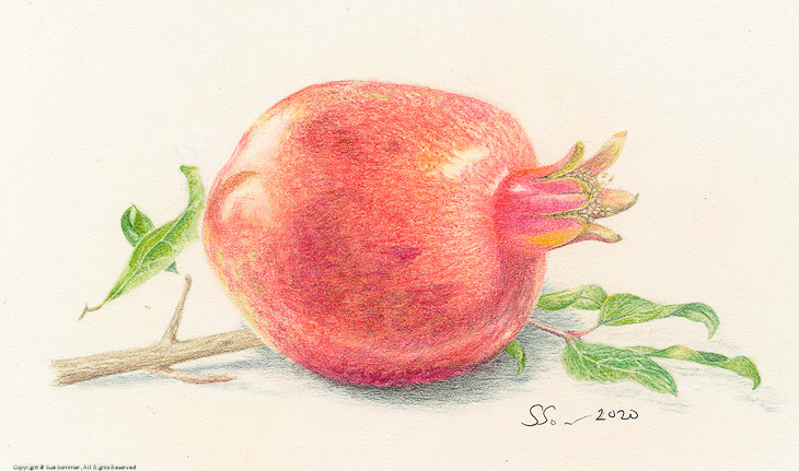 Pomegranite                                                                                    Original Colored Pencil Fine Art 5