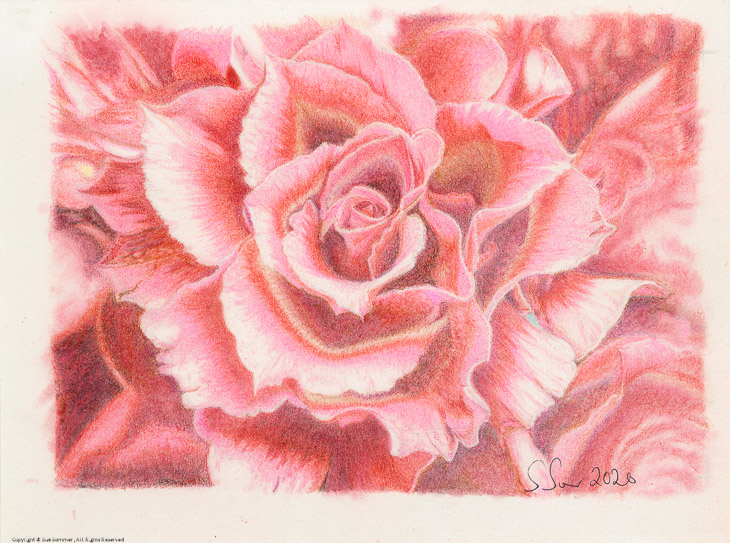 Rose                                                                                    Original Colored Pencil Fine Art 6