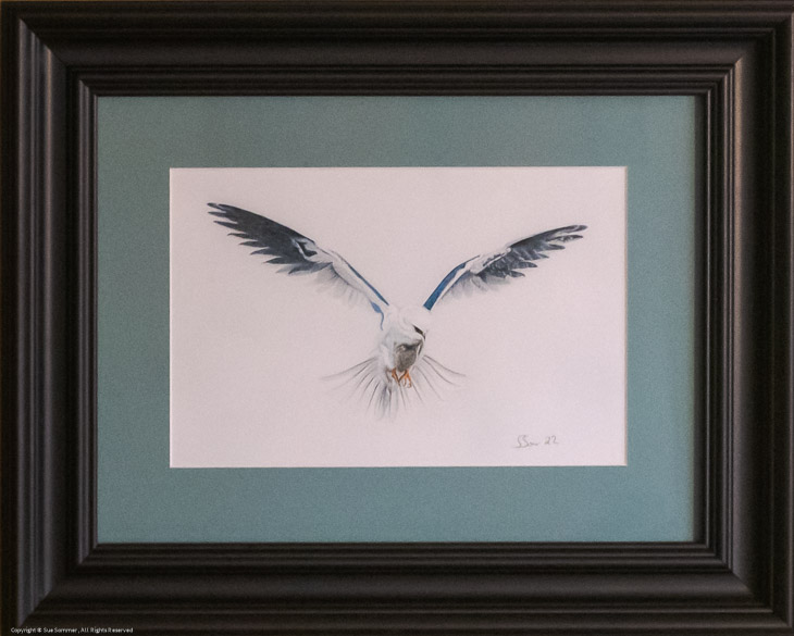 White Tailed Kite                                                                                    Giclee Print of Original Colored Pencil