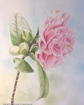 Velvet Camillia                                                                                    Original Colored Pencil Fine Art