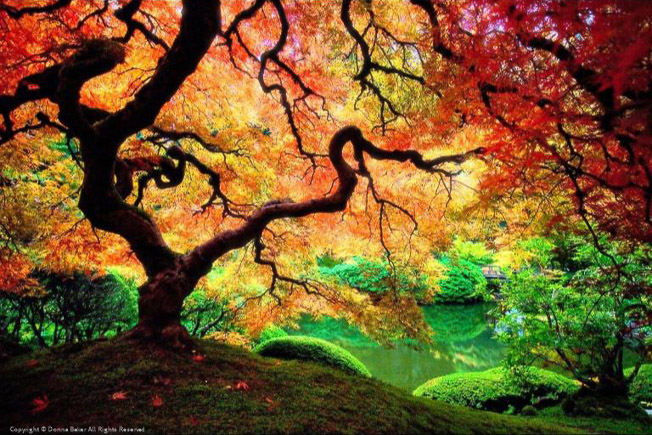 Japanese Maples