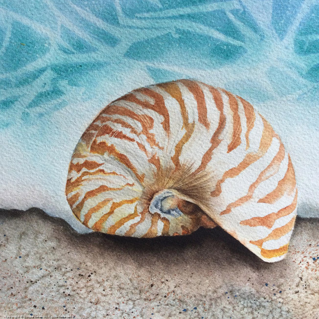 Seashell