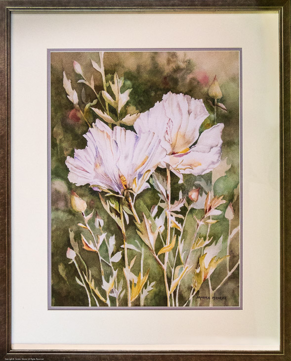 Matilija Poppies